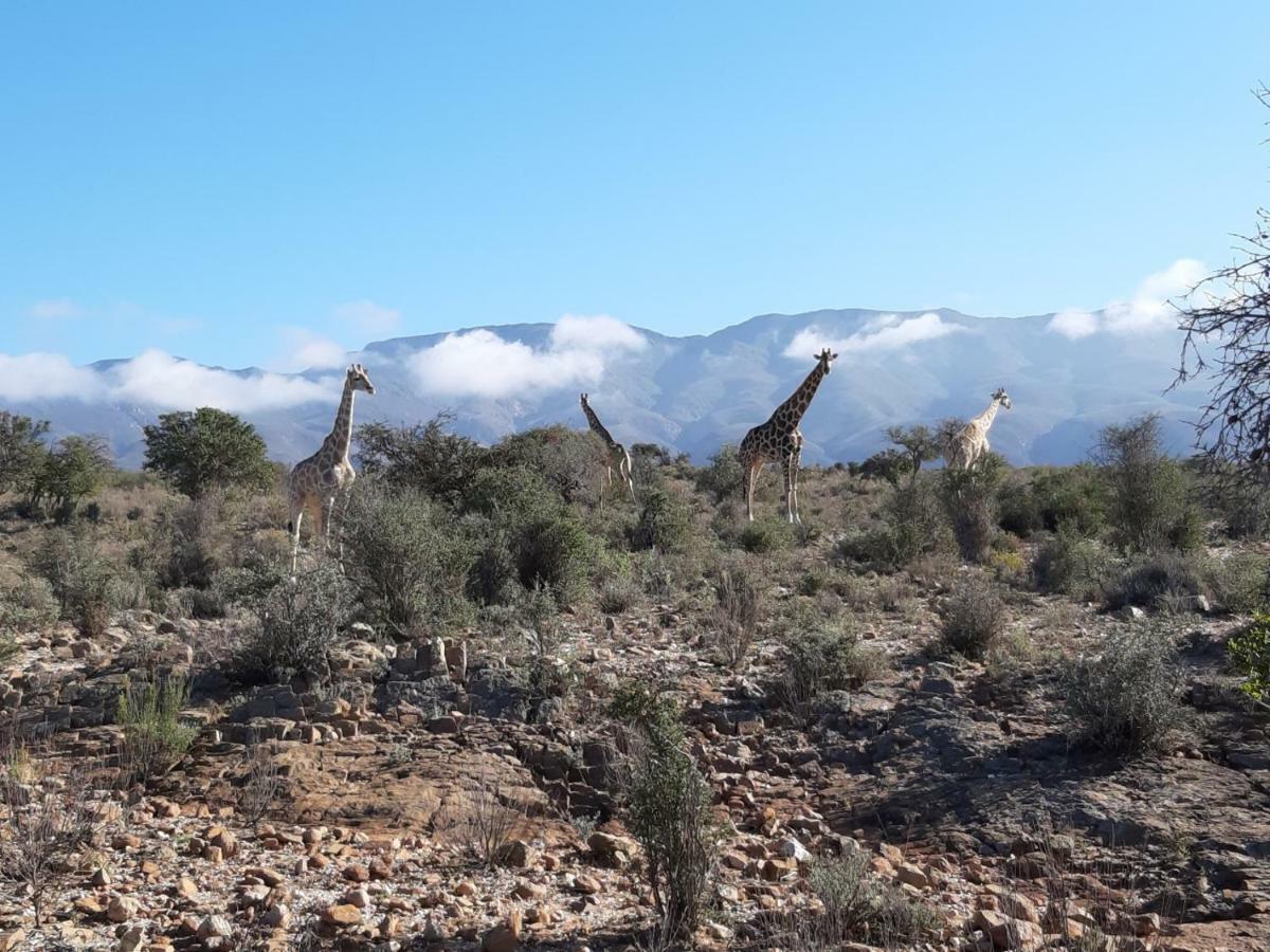 Wolverfontein Karoo Cottages レディスミス エクステリア 写真